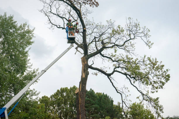 Why Choose Our Tree Removal Services in Madison, MS?